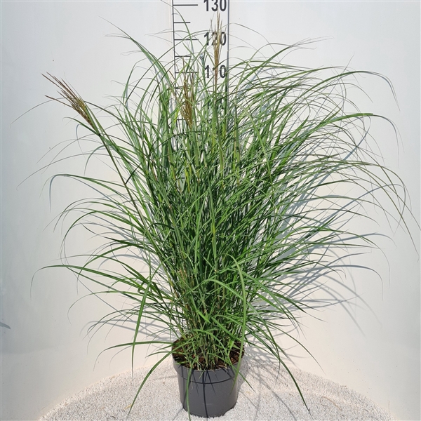 <h4>Miscanthus Sin. Red Chief P26</h4>