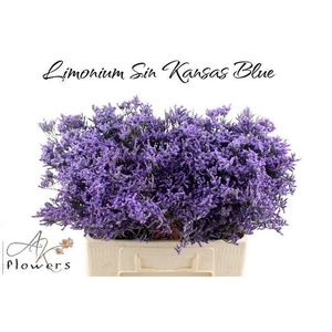 LIM SIN KANSAS BLUE