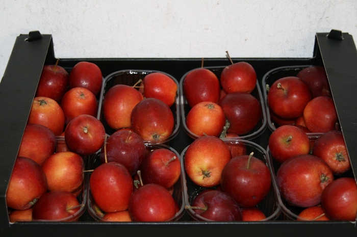 <h4>Sier Appels Rood P. Doos</h4>