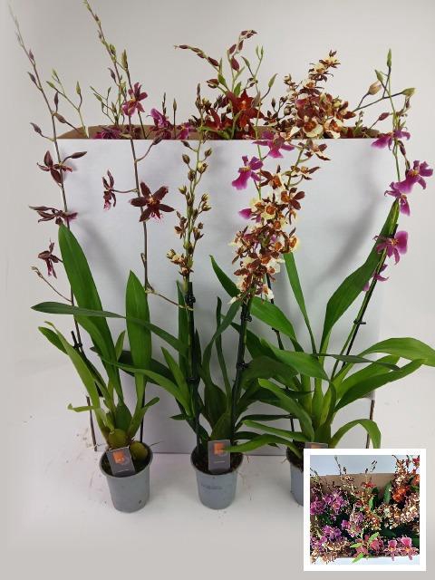 <h4>CAMBRIA GRP GEM</h4>