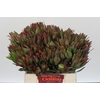 Leucadendron Highlight