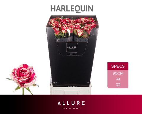 <h4>R GR HARLEQUIN ALLURE</h4>