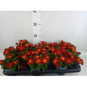 Bidens  'Eldoro Red'