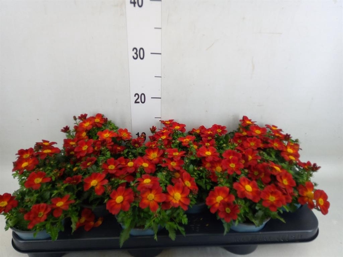 <h4>Bidens  'Eldoro Red'</h4>