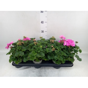 Pelargonium zona. 'ToscaSil Klaas'