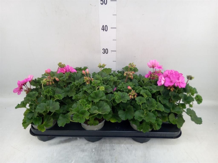 <h4>Pelargonium zona. 'ToscaSil Klaas'</h4>
