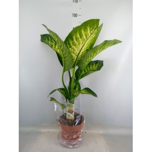 Dieffenbachia seg. 'Tropic Snow'