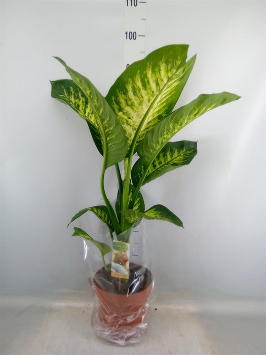 <h4>Dieffenbachia seg. 'Tropic Snow'</h4>