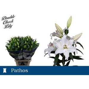 LI OR PATHOS