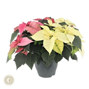 poinsettia xmas Feeling carnaval