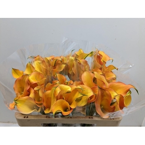 Calla Capt Serengeti