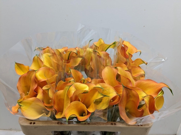 <h4>Calla Capt Serengeti</h4>