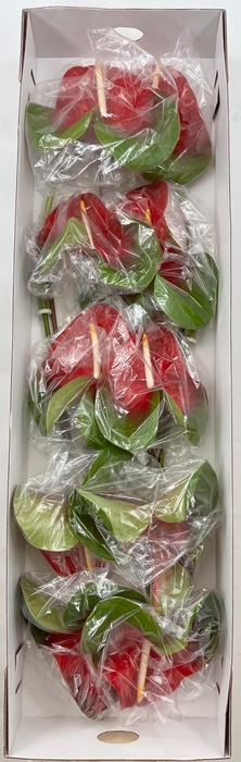 <h4>Anthurium Amigo (price x box) 10/12 st</h4>