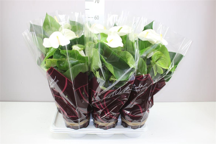 <h4>Anth An Alpine</h4>