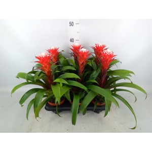 Guzmania  'Hope'