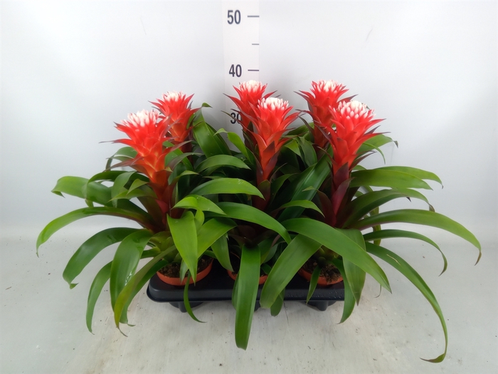 <h4>Guzmania  'Hope'</h4>