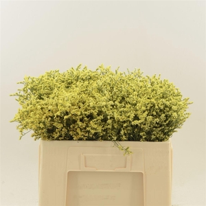 Limonium Sinense China Summer