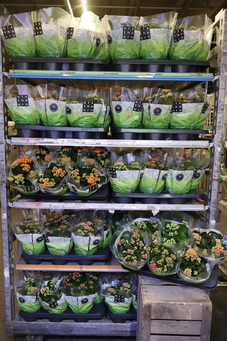 <h4>arr8 Kal Ge Ov Mixkar</h4>