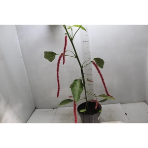 ACALYPHA HISPIDA P20 PO