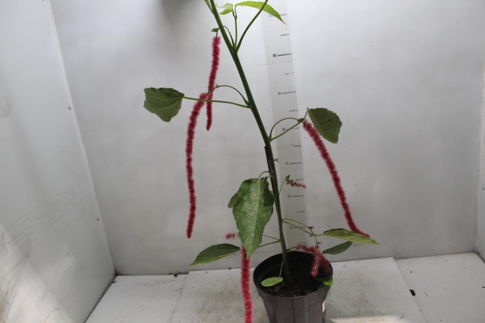 <h4>ACALYPHA HISPIDA P20 PO</h4>
