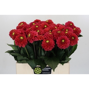 Dahlia Orange Fox