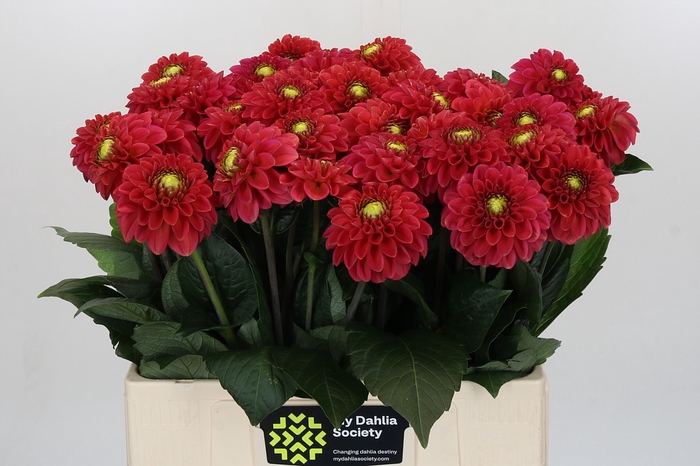 <h4>Dahlia Orange Fox</h4>