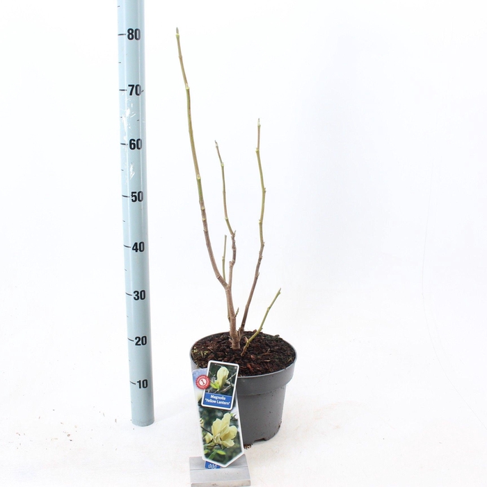 <h4>Magnolia 'Yellow Lantern'</h4>