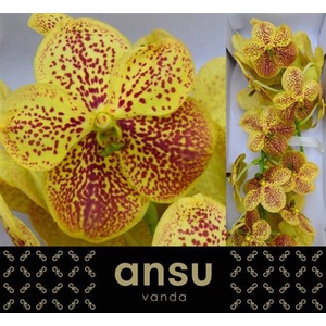 Vanda Su Banana Spot