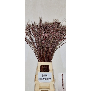 SALIX GRACILISTYLA PINK CUSHION