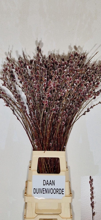 <h4>SALIX GRACILISTYLA PINK CUSHION</h4>