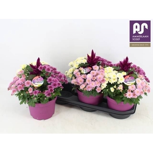 CHRYS GEM IN POT