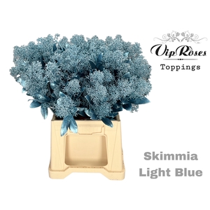 SKIMMIA METALLIC LIGHT BLUE