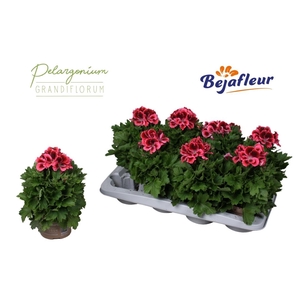 PEL GR ELEGANCE KATE