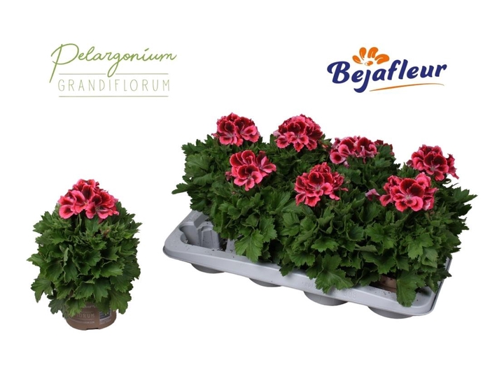 <h4>PEL GR ELEGANCE KATE</h4>