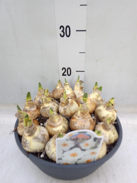 <h4>Narcissus   ...</h4>