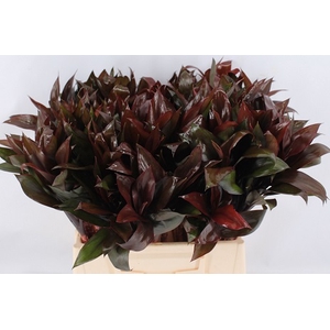 Cordyline purple compac