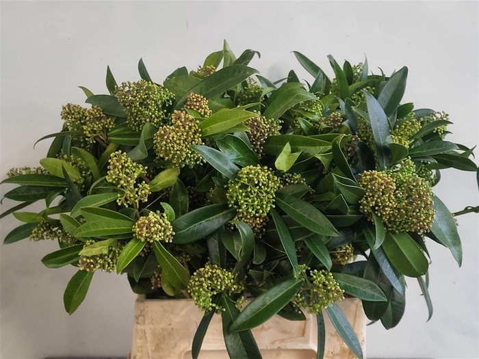 Skimmia Kew Green