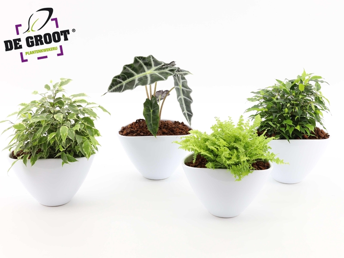 <h4>Groenmix in envelopppot</h4>