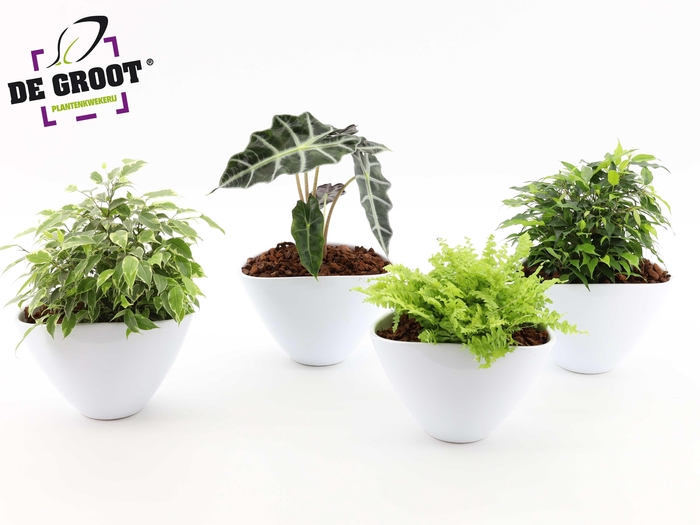 <h4>Groenmix in envelopppot</h4>