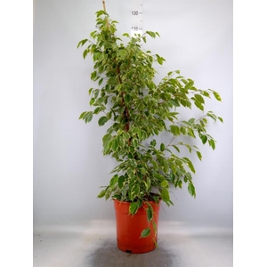 Ficus benja. 'Golden King'