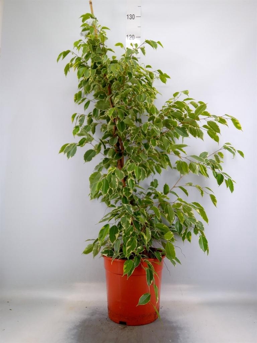 <h4>Ficus benja. 'Golden King'</h4>