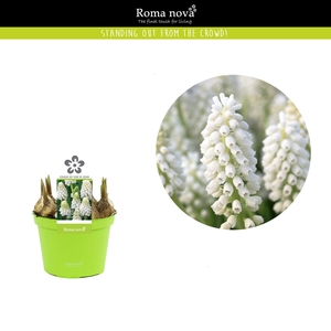 Muscari White Magic