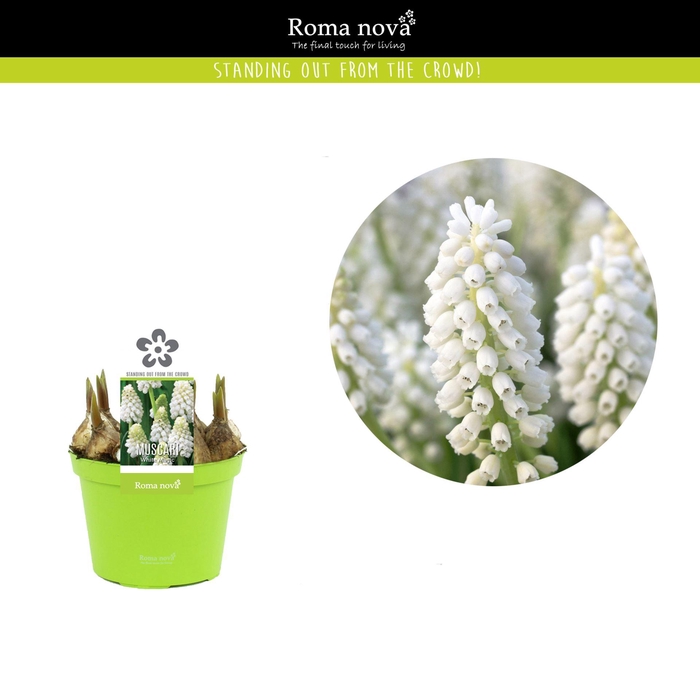 <h4>Muscari White Magic</h4>