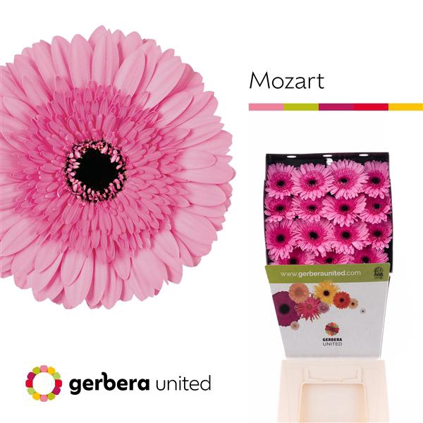 <h4>Ge Gr Mozart Diamond United</h4>