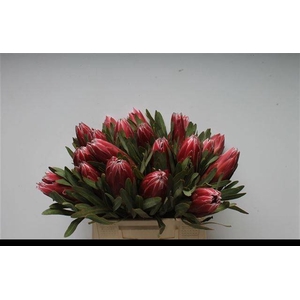PROTEA LIEBEN CHERRY