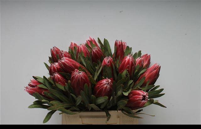 <h4>PROTEA LIEBEN CHERRY</h4>