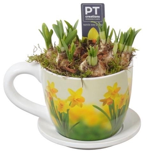 PTN8727 Arrangement Narcissus in keramiek pot