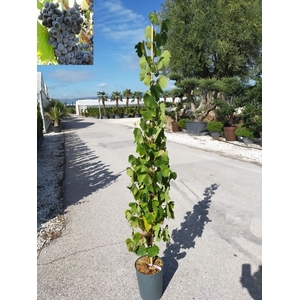 Vitis vinifera