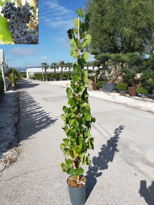 <h4>Vitis vinifera</h4>
