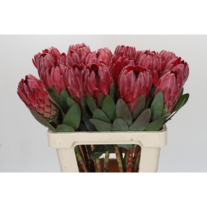 Protea Sharon